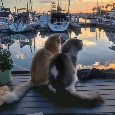 两只守鱼猫